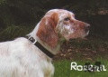 Setter Anglais ROSENN DU MAS D'EYRAUD Setter Anglais ROSENN DU MAS D'EYRAUD
